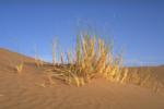 Gras in der Wüste Sahara