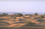 Vegetation in der Wüste